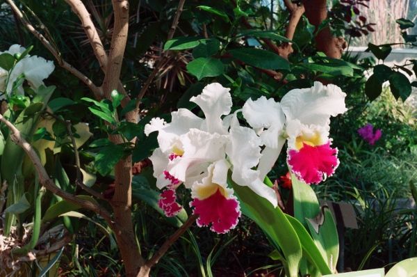 Cattleyas, a great greenhouse plant