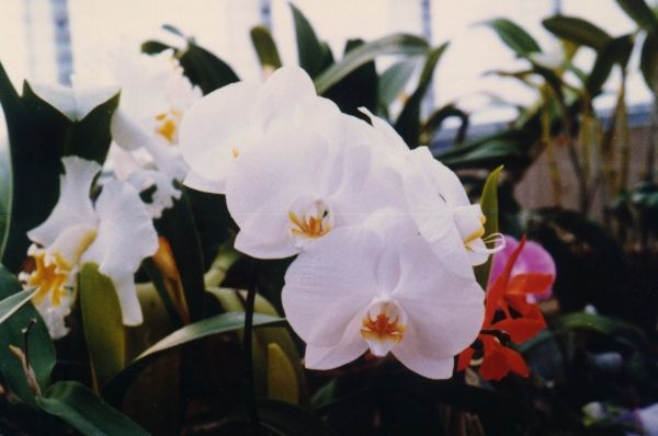 Choosing a nice Phalaenopsis